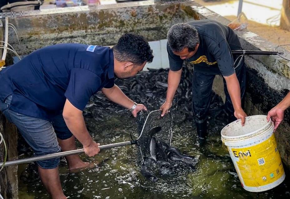 Febian Kakisina & Djasiyo Panen Bersama